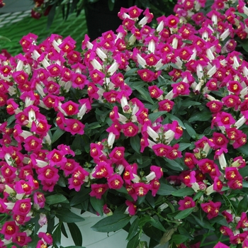 Antirrhinum majus 'Amalia Cerise' 