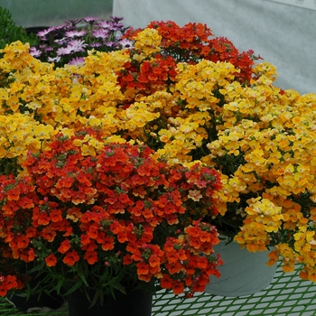 Kalanchoe blossfeldiana 'Angleart Mix'