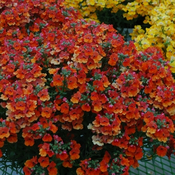 Kalanchoe blossfeldiana 'Angleart Orange'