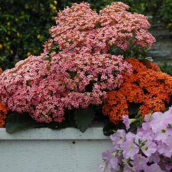 Kalanchoe blossfeldiana 'Veranda Mix'