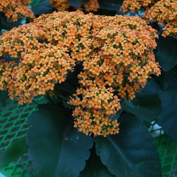 Kalanchoe blossfeldiana 'Veranda Orange'