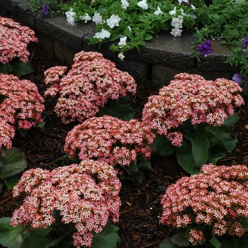 Kalanchoe blossfeldiana 'Veranda Pink' 