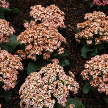 Kalanchoe blossfeldiana 'Veranda Light Pink'