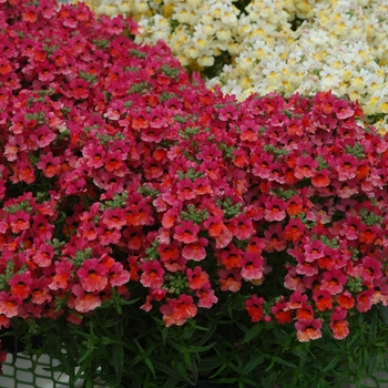 Nemesia 'Angelart Fruit Punch'