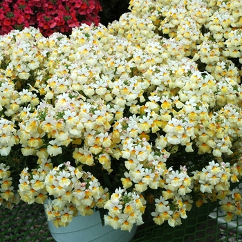 Nemesia 'Angelart Lemon' 