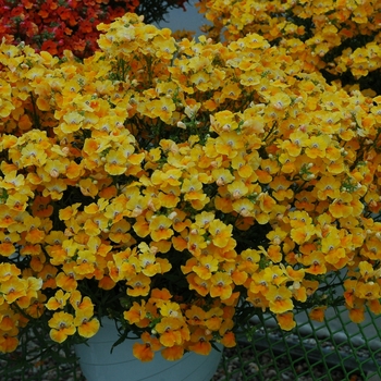 Nemesia 'Angelart Pear' 