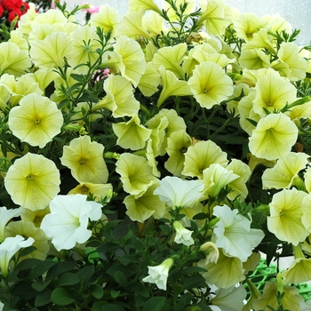 Petunia 'Fortunia® Yellow' 