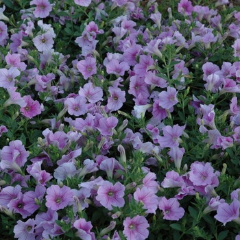 Petunia 'Candy Cane' 18624