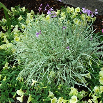 Tulbaghia violacea 'Variegata' 