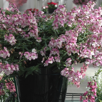 Angelonia angustifolia 'Basket Pink' 