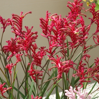 Anigozanthos Kanga 'Burgundy'