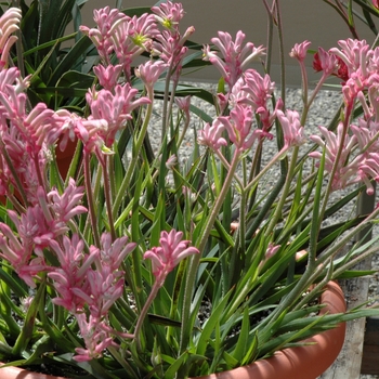 Anigozanthos 'Pink' 