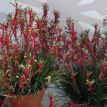 Anigozanthos Kanga 'Red & Green'