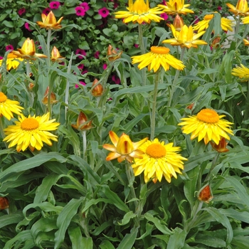 Bracteantha bracteata 'Brilliance™ Yellow' 