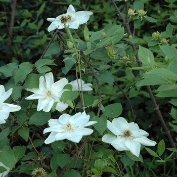 Clematis 'Guernsey Cream' 