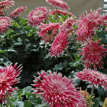 Gerbera jamesonii 'Giant Spinner Pink & White'