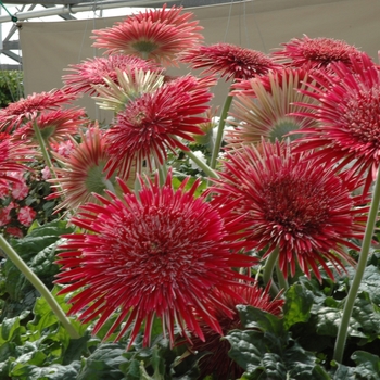 Gerbera jamesonii 'Giant Spinner Red & White' 