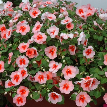 Impatiens 'Envoy Pink Butterfly' 