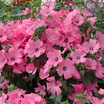 Lavatera trimestris 'Novella Rose' 