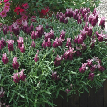 Lavandula angustifolia 'Barcelona Rose' 