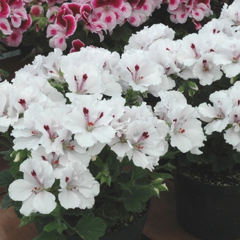 Pelargonium x domesticum