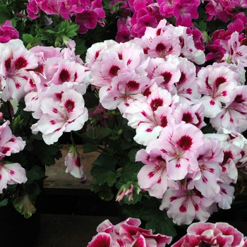 Pelargonium x domesticum 'Light Lavender Splash'