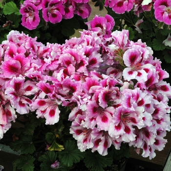 Pelargonium x domesticum 'Maiden Berry Swirl' 