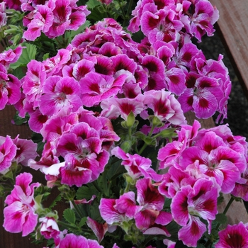 Pelargonium x domesticum 'Maiden Deep Lavender Swirl'