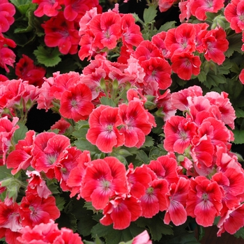 Pelargonium x domesticum 'Maiden Deep Orange' 