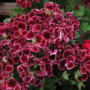 Pelargonium x domesticum 'Maiden Iced Wine' 