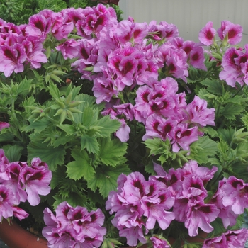 Pelargonium x domesticum 'Solstice Deep Lilac'