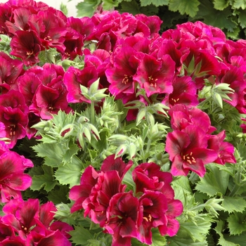 Pelargonium x domesticum 'Solstice Purple'