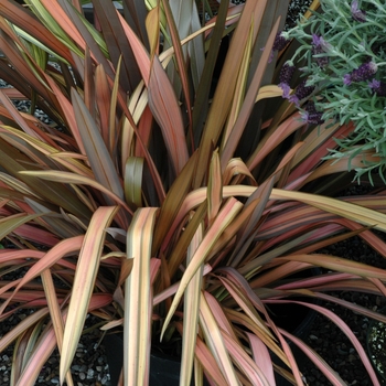 Phormium tenax 'Lancer Terracotta' 