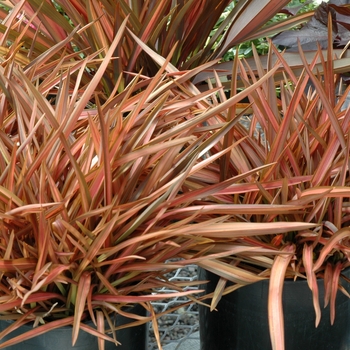 Phormium tenax 'Pink Princess' 