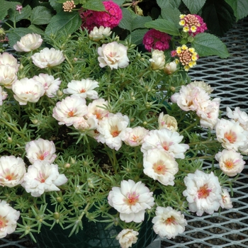 Portulaca grandiflora 'High Noon Cream' 