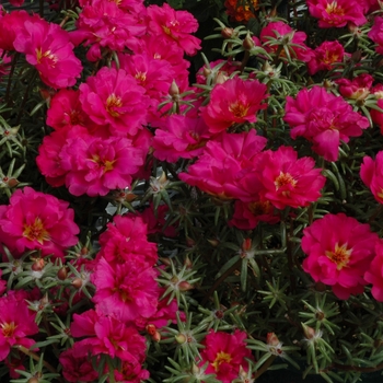 Portulaca grandiflora 'High Noon Fuchsia' 