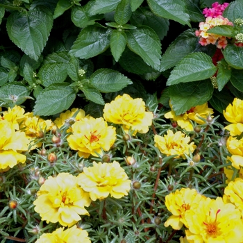 Portulaca grandiflora 'High Noon Yellow' 