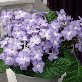 Streptocarpus hybrid 'Galaxy Echo' 