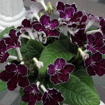 Streptocarpus hybrid 'Galaxy Jason' 