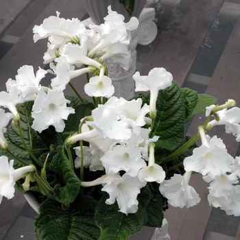 Streptocarpus hybrid 'Galaxy Paloma' 