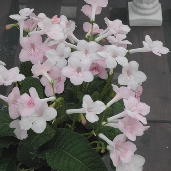 Streptocarpus hybrid 'Galaxy Samantha' 