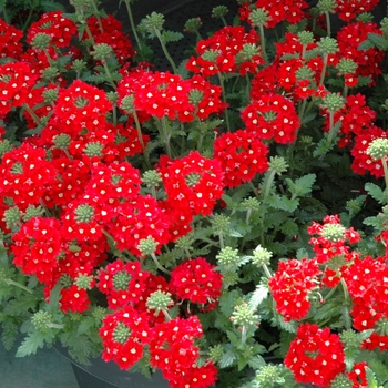 Verbena peruviana Aztec® 'Red Velvet'