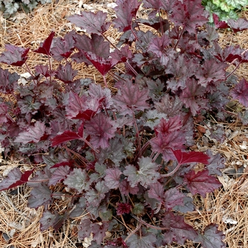 Heuchera 'Frosted Curls' 