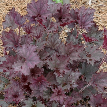 Heuchera 'Frosted Velvet' 