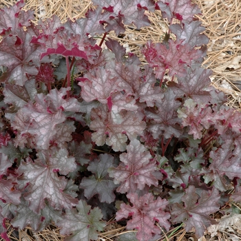 Heuchera 'Purple Sails' 