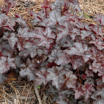 Heuchera 'Quilter's Joy' 