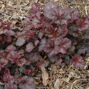 Heuchera 'Shenandoah Mountain' 