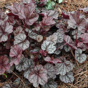 Heuchera 'Silver Scrolls' 