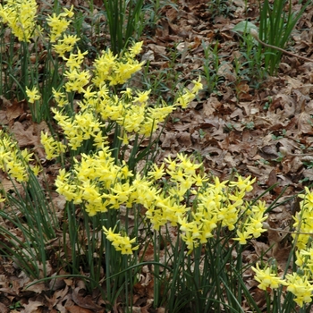 Narcissus 'Baby Moon' 