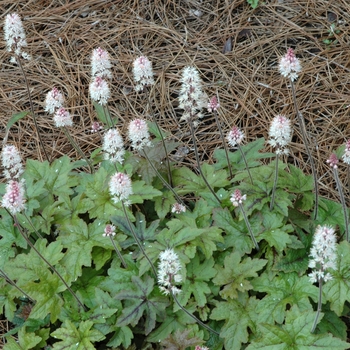 Tiarella 'Pink Brushes'